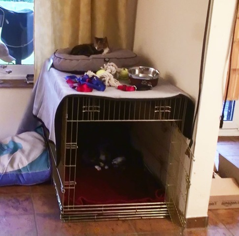 [Katze4%255B4%255D.jpg]