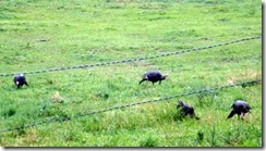 Wild Turkey at Cades Cove