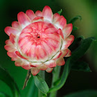 Strawflower, siempreviva