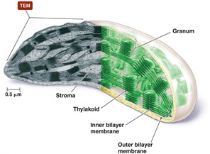 Chloroplast Chloroplast