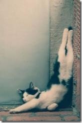 handstand cat