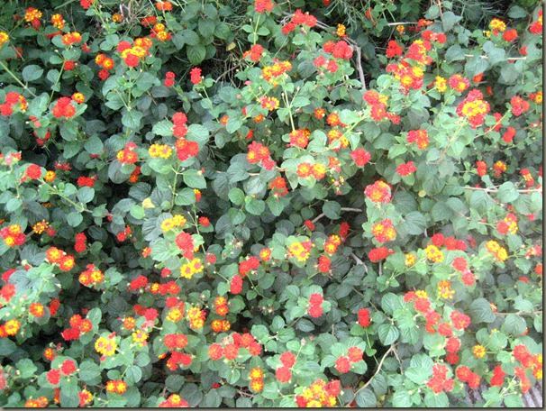 Flowered bushes at the parking spot