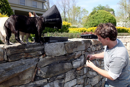 Hey Ryan!  Are you planting all of these succulents in the stone wall?  Show us how to do it so we can help you!