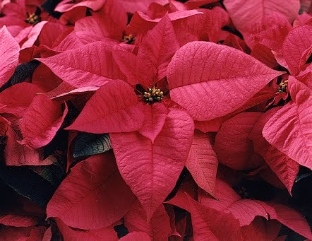 The full and compact 'Freedom Red,' one of the newer red varieties, was bred to hold its color a long time. The full and compact 'Freedom Red,' one of the newer red varieties, was bred to hold its color a long time.