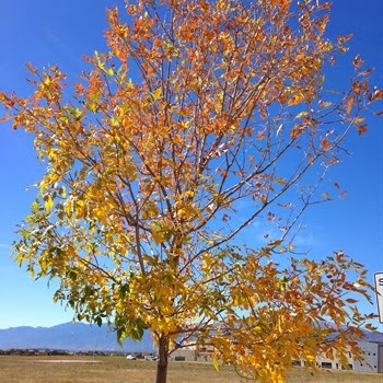 October tree-1