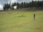 Bella gets as close to these timid vicunas as she can, Porcon, Peru