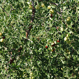 Hami - Arbre fruitier parc du melon