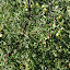 Hami - Arbre fruitier parc du melon