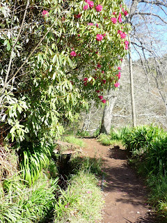 Laurier en fleur sur la levada da Serra