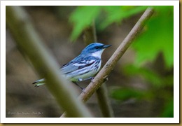 - _DSC0202 May 02, 2012 NIKON D7000