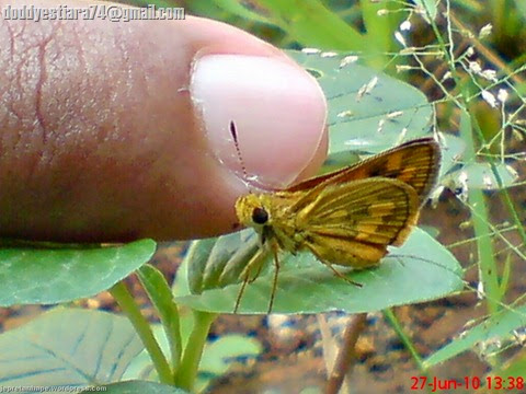 Kupu-kupu skipper Yellow Grass Dart (Taractrocera archias) 