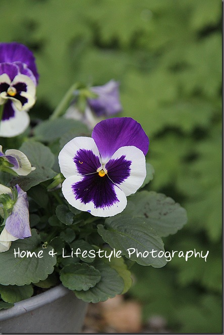 Home & Lifestyle Home & Lifestyle