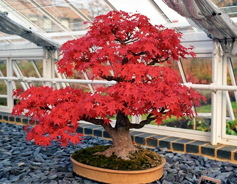 [Bonsai%255B5%255D.jpg]