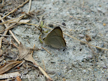 Lycaenidae%25252c%252520rapala%252520nissa%25252c%252520common%252520flash
