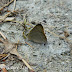 Lycaenidae%25252c%252520rapala%252520nissa%25252c%252520common%252520flash