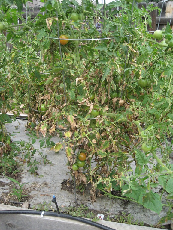 [IMG_0107%255B4%255D.jpg]