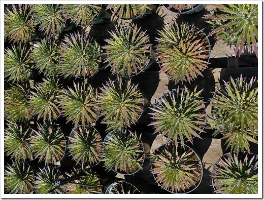 111001_succulent_gardens_agave_filifera 111001_succulent_gardens_agave_filifera