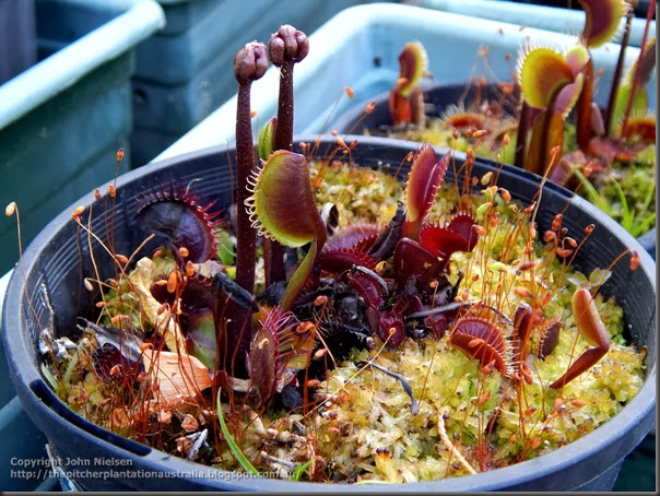 Dionaea