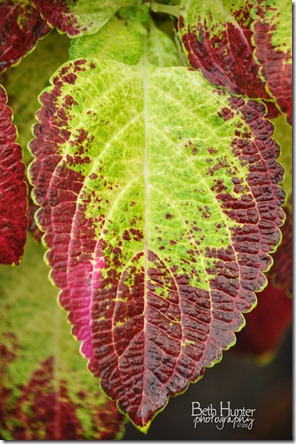 cr-coleus cr-coleus