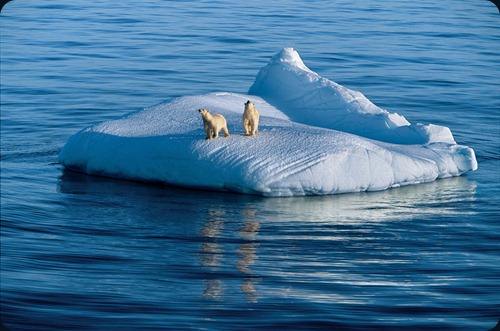 IMAGE IS FOR YOUR ONE-TIME EXCLUSIVE USE ONLY FOR MEDIA PROMOTION OF THE NATIONAL GEOGRAPHIC BOOK "POLAR OBSESSION." NO SALES, NO TRANSFERS.
©2009 Paul Nicklen / National Geographic
Mother bear and two-year-old cub drift on glacier ice.
Hudson Strait, Nunavut, Canada (p. 77)