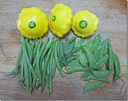 Sunburst squash, Provider beans, and snap peas