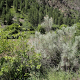 Western Sage