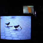 CIMG0463.JPG