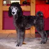 Silva 2007