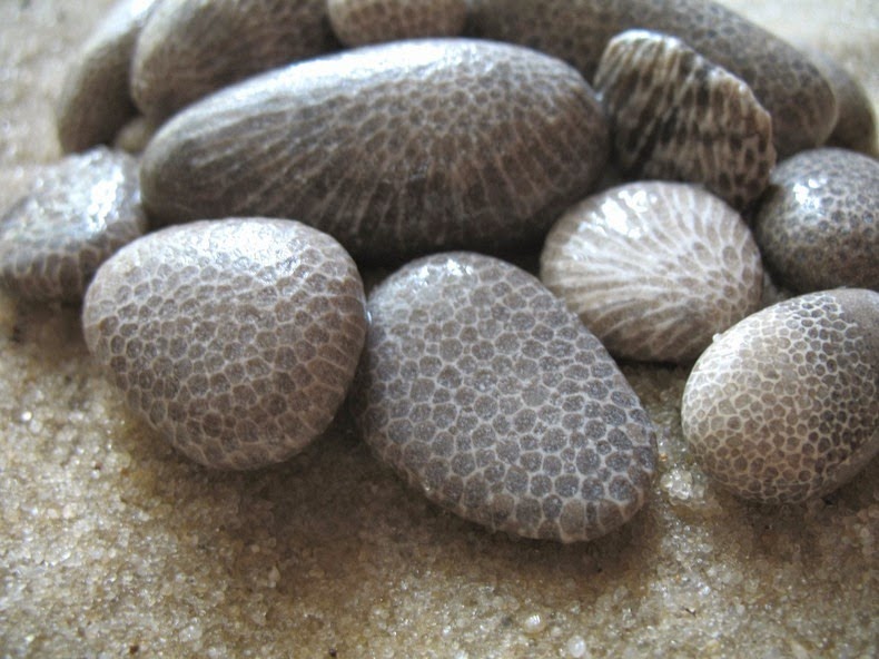 petoskey-stones-3 petoskey-stones-3