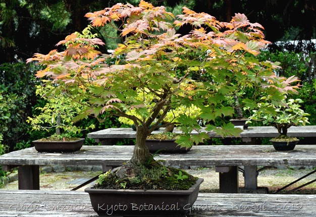 Glória Ishizaka -   Kyoto Botanical Garden 2012 - 48