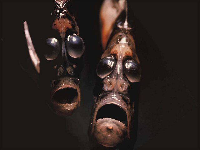 Strange Sea Creatures