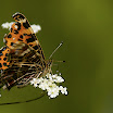 Grenaa_TAO7155-2.jpg
