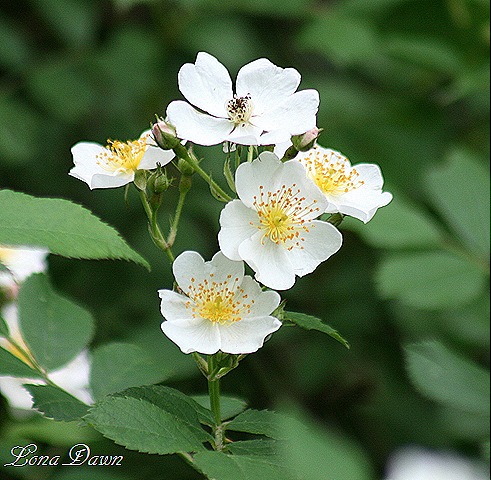 [BerryBlossoms%255B9%255D.jpg]