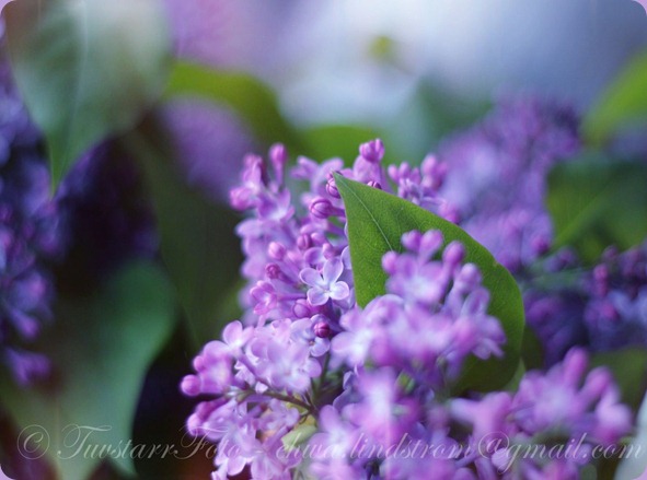 syr4_Watermarked