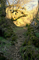 Bushwhack 2.JPG Photo