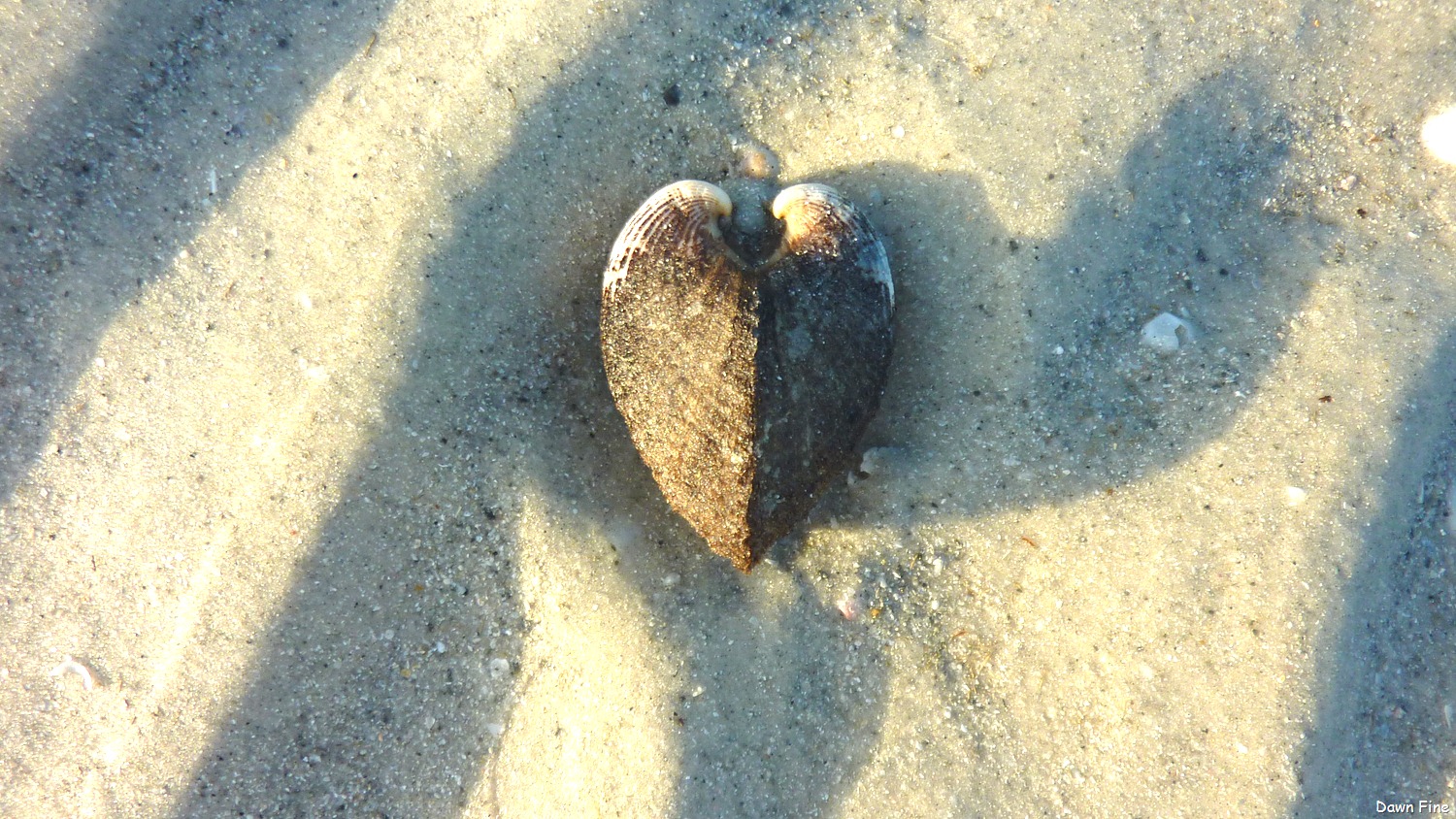 [morning%2520sanibel_091%255B7%255D.jpg]
