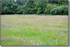 Draycote Meadows D3100  17-07-2012 10-47-00