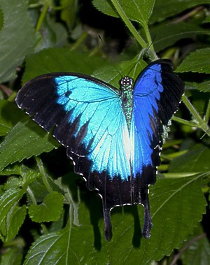 [Ulysses%2520butterfly%2520portrait%255B2%255D.jpg]