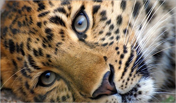 the-eyes-of-a-leopard-hd-wallpaper-340261