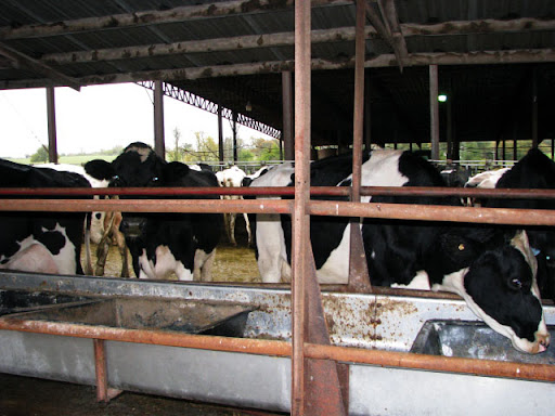 The cows at Robthom Farms in Springfield are milked twice a day. (Photo credit: Jennifer Moore)