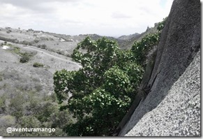 Gameleira na Pedra