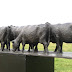 Object: 21614 - 7 Koeien op plint - 10 x 90 cm - € 7900.= Object: 21614 - 7 Koeien op plint - 10 x 90 cm - € 7900.=