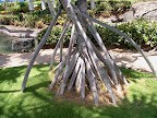 Walking tree, Waikoloa
