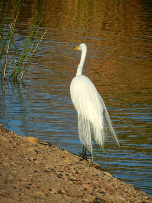 [Great-Egret---Rear-view-of-feathers5.jpg]