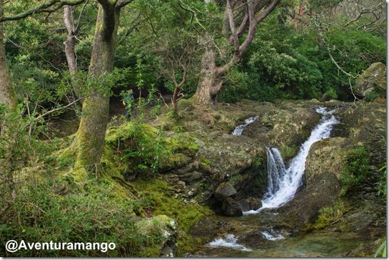 Floresta de Donard, Newcastle - Irlanda do Norte 2