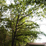 Three Big Oaks
