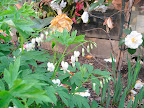 Bleeding heart (Dicentra spectabilis) is one of the most amazing, unique flowers around. It's so easy to grow that we sometimes forget how special it is. Note the camellias in the background - these are being grown against a greenhouse for the extra winter protection they need.