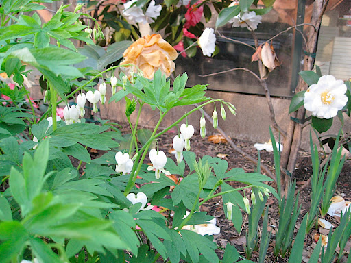 Bleeding heart (Dicentra spectabilis) is one of the most amazing, unique flowers around. It's so easy to grow that we sometimes forget how special it is. Note the camellias in the background - these are being grown against a greenhouse for the extra winter protection they need.