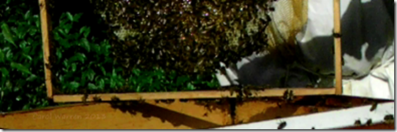 snapshot_001cs snapshot_001cs