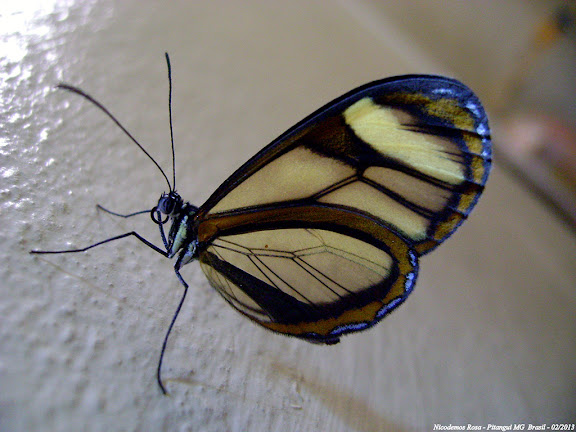 Probablement Mcclungia cymo (HÜBNER, [1806]). Pitangui (MG, Brésil), 9 février 2013. Photo : Nicodemos Rosa